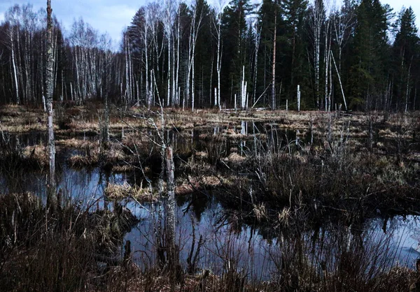 Wald Herbstsumpf Inmitten Eines Zerbrochenen Waldes Sumpfland Zwischen Baumfragmenten Haken — Stockfoto