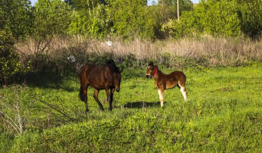 İnce, kahverengi bir kısrak tarlada yeşil çimlerde yürüyor, yanında da küçük neşeli bir tay. Atlar güneşli bir günde yeşil bir çayırda otlar..