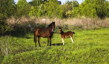 İnce, kahverengi bir kısrak tarlada yeşil çimlerde yürüyor, yanında da küçük neşeli bir tay. Atlar güneşli bir günde yeşil bir çayırda otlar..