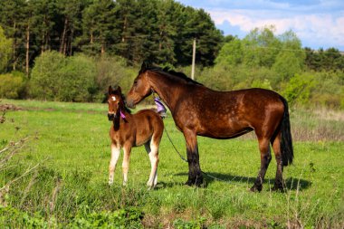 İnce, kahverengi bir kısrak tarlada yeşil çimlerde yürüyor, yanında da küçük neşeli bir tay. Atlar güneşli bir günde yeşil bir çayırda otlar..
