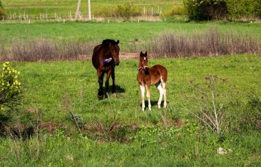 İnce, kahverengi bir kısrak tarlada yeşil çimlerde yürüyor, yanında da küçük neşeli bir tay. Atlar güneşli bir günde yeşil bir çayırda otlar..