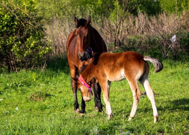 İnce, kahverengi bir kısrak tarlada yeşil çimlerde yürüyor, yanında da küçük neşeli bir tay. Atlar güneşli bir günde yeşil bir çayırda otlar..