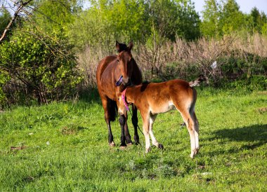 İnce, kahverengi bir kısrak tarlada yeşil çimlerde yürüyor, yanında da küçük neşeli bir tay. Atlar güneşli bir günde yeşil bir çayırda otlar..