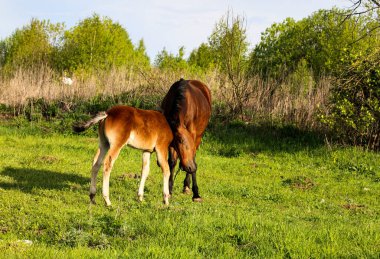 İnce, kahverengi bir kısrak tarlada yeşil çimlerde yürüyor, yanında da küçük neşeli bir tay. Atlar güneşli bir günde yeşil bir çayırda otlar..