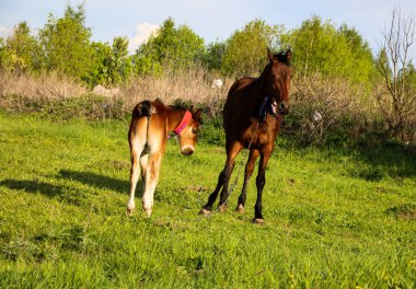 İnce, kahverengi bir kısrak tarlada yeşil çimlerde yürüyor, yanında da küçük neşeli bir tay. Atlar güneşli bir günde yeşil bir çayırda otlar..