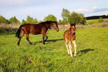 İnce, kahverengi bir kısrak tarlada yeşil çimlerde yürüyor, yanında da küçük neşeli bir tay. Atlar güneşli bir günde yeşil bir çayırda otlar..