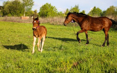 İnce, kahverengi bir kısrak tarlada yeşil çimlerde yürüyor, yanında da küçük neşeli bir tay. Atlar güneşli bir günde yeşil bir çayırda otlar..