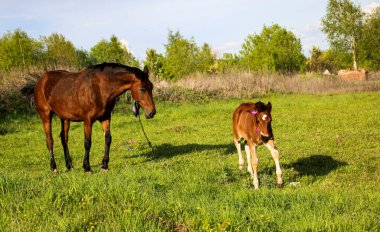 İnce, kahverengi bir kısrak tarlada yeşil çimlerde yürüyor, yanında da küçük neşeli bir tay. Atlar güneşli bir günde yeşil bir çayırda otlar..