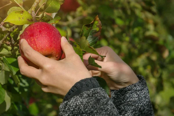 Apple Picking in Apple Orchard by Hand
