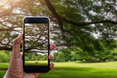 Yakalama veya fotoğraf almak için akıllı telefon tutan el