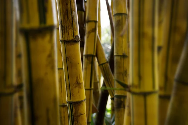 Gul tropisk bambu grove — Stockfoto