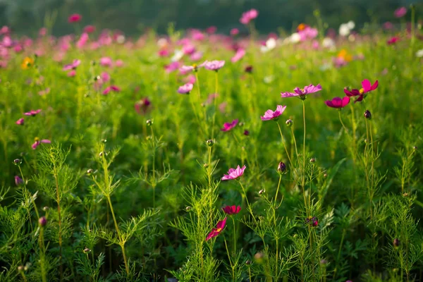 ピンク コスモスの花畑、セレクティブ フォーカス — ストック写真
