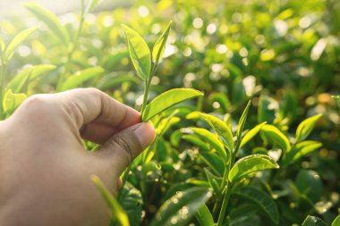 Çiftçi Seç yeşil çay Filiz