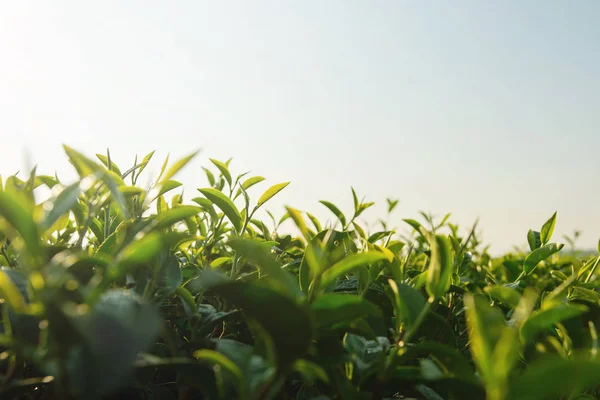 Zieloną herbatę kiełkować i liść — Zdjęcie stockowe