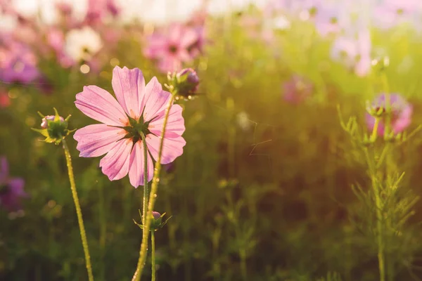 ピンクのコスモスの花のクローズ アップ — ストック写真