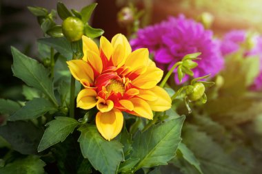 Yıldız Çiçeği çiçek sarı ve kırmızı renkli