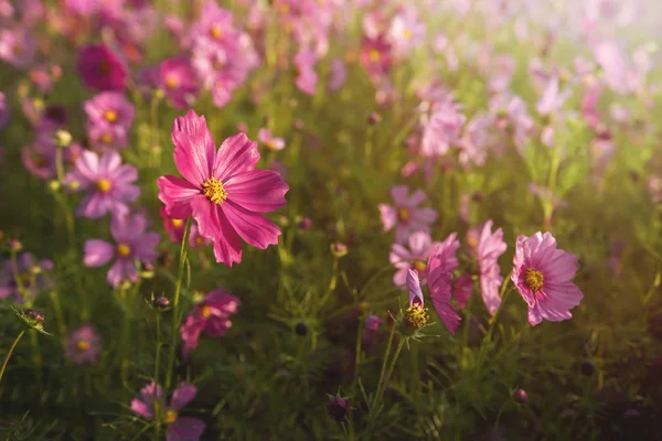Cosmos flower in natural — Stock Photo, Image