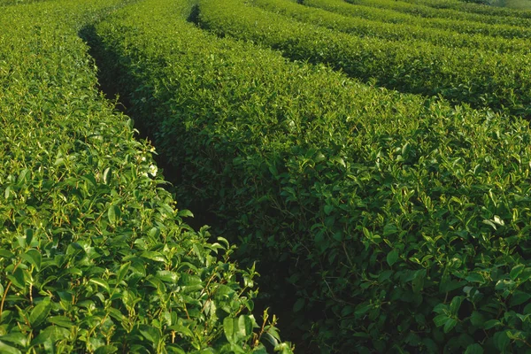 Row of Green Tea plant in organic farm