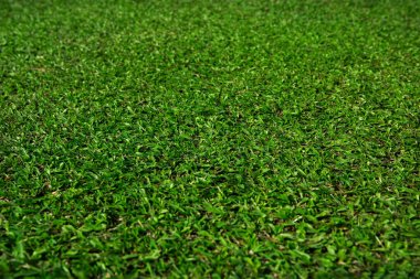 Çim alan doku, seçici odak Merkezi