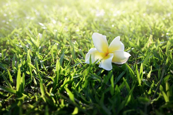 草に白いプルメリアの花ドロップ — ストック写真
