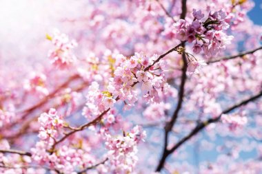 Pembe Cherry Blossom veya Japon Sakura çiçek Blooming bahar, imza Japonya, odak merkezi vardır