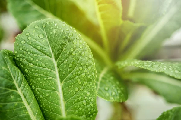 Fresh Leaf Green Cos Droplet Sunlight Hydroponic Vegetable Organic Farm — Stock Photo, Image