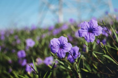 Bahçede çiçek açan Ruellia Simplex. Doğal Işık