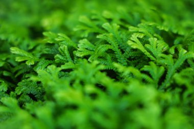 Bahçedeki Sabah Işığıyla Tropik Yeşil Yaprak. Kapatma