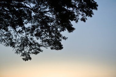 Mavi gökyüzü üzerinde ağaç siluet