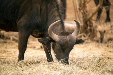 Genç buffalo kuru ot yemek