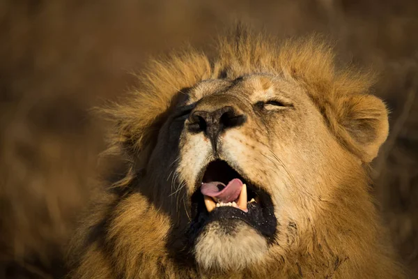 Крупный план самца льва с немного открытым ртом — стоковое фото