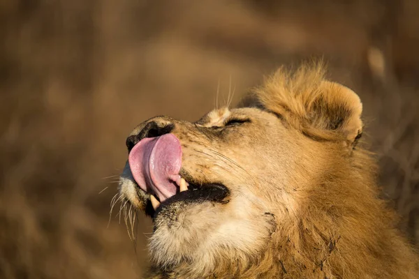 Close up de leão macho com a língua para fora — Fotografia de Stock