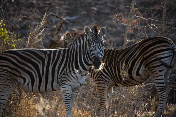 Zebra virada para a frente em pé na grama seca — Fotografia de Stock