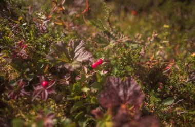 Yaz mevsiminde aşağı yaşam