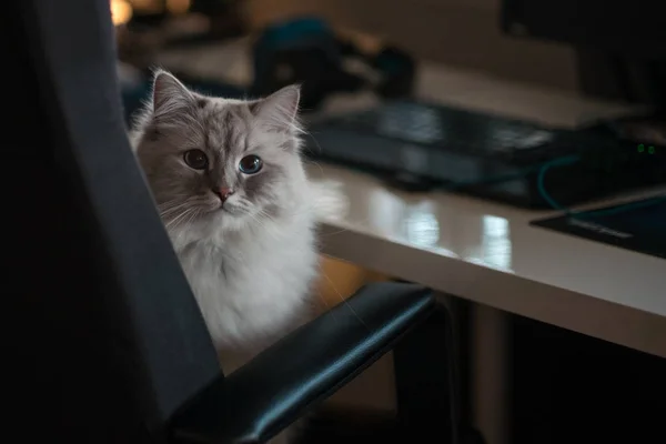 Siberian gato sentado na cadeira — Fotografia de Stock