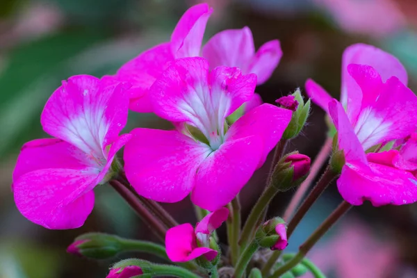 Piękny kwiat geranium — Zdjęcie stockowe