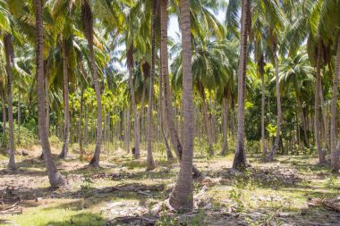 havelock Adası'nda Hindistan cevizi ve palmiye ağaçları