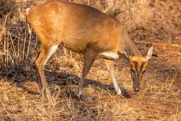 Kグディ タイガー サーバー エリアの吠える鹿 カルナタカ インディア — ストック写真