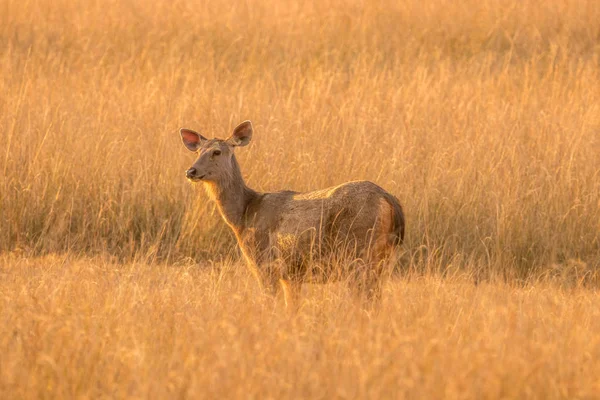 バンダガール国立公園 マディヤ プラデーシュ州 インドで美しい景色を望む草原のサンバー鹿 — ストック写真