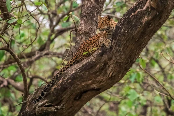 Леопард Сидит Дереве Кабини Заповеднике Тигров Карнатака Индия Земля Леопардов — стоковое фото