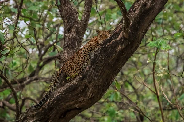 豹子坐在Kabini Nagarhole Tiger Reserve Karnataka India的树上 — 图库照片