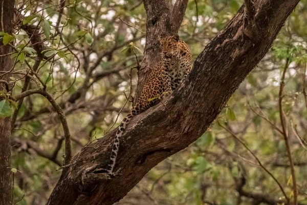 Leopard Sitting Tree Kabini Nagarhole Tiger Reserve Karnataka India Land — Stock Photo, Image