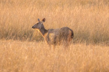 Bandhavgarh Ulusal Orman Bölgesi 'ndeki sambar geyiği Madhya Pradesh Hindistan güzel otlaklarla çevrili.