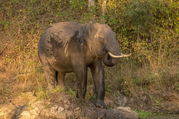 Éléphant Asie Avec Meilleure Vue Sur Réserve Tigres Bandipur Chaîne — Photo