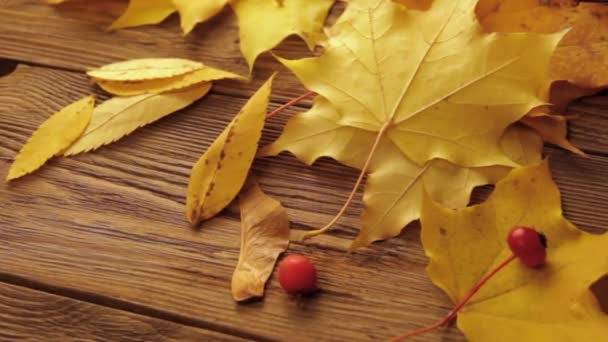 Žluté Oranžové Padlé Javorové Listy Červenými Malými Jablky Ashberry Tmavohnědém — Stock video