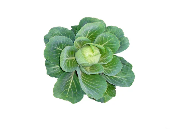 Green cabbage on a white background — Stock Photo, Image