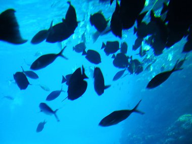 Mısır 'daki Kızıl Deniz' in sualtı dünyası.