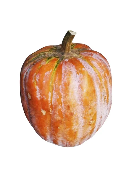 Grande Zucca Sfondo Bianco — Foto Stock