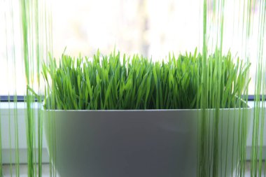 Çaydanlıkta yeşil çimen