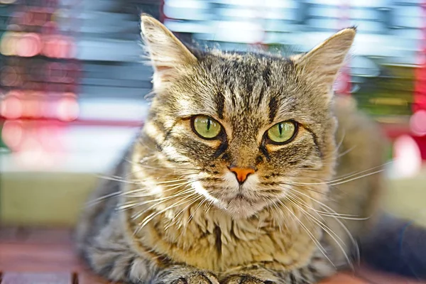 güzel bir kedi görünümünü